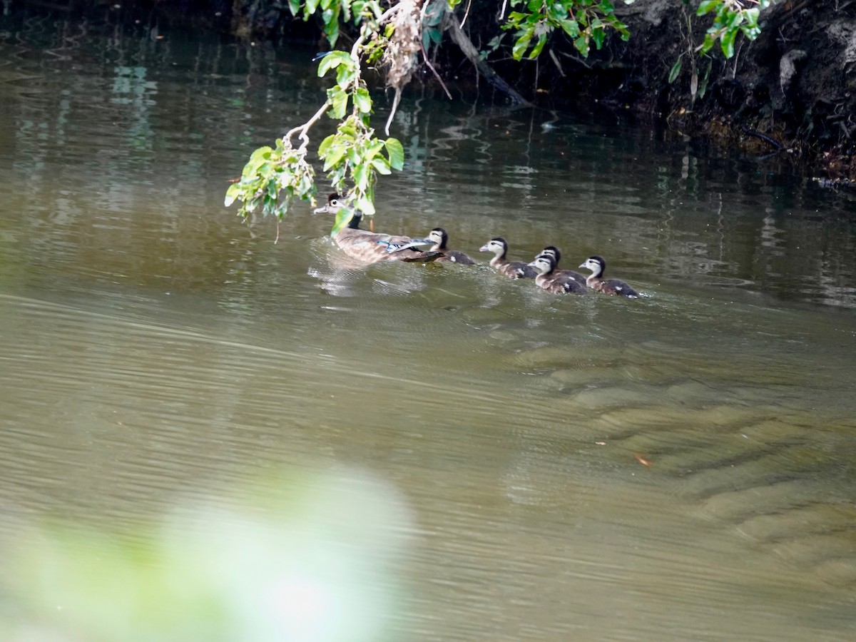 Ahate karolinarra - ML638609073