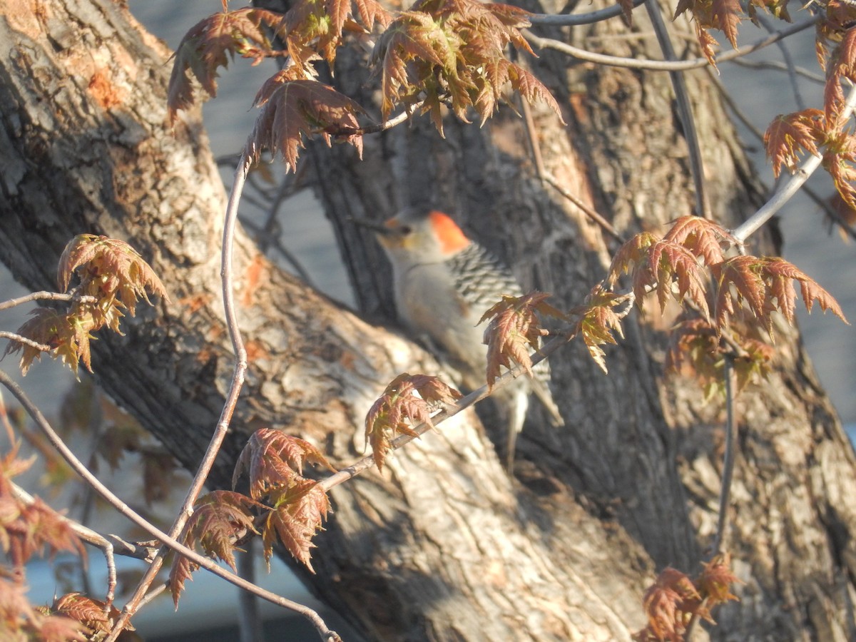 Red-bellied Woodpecker - ML638609080