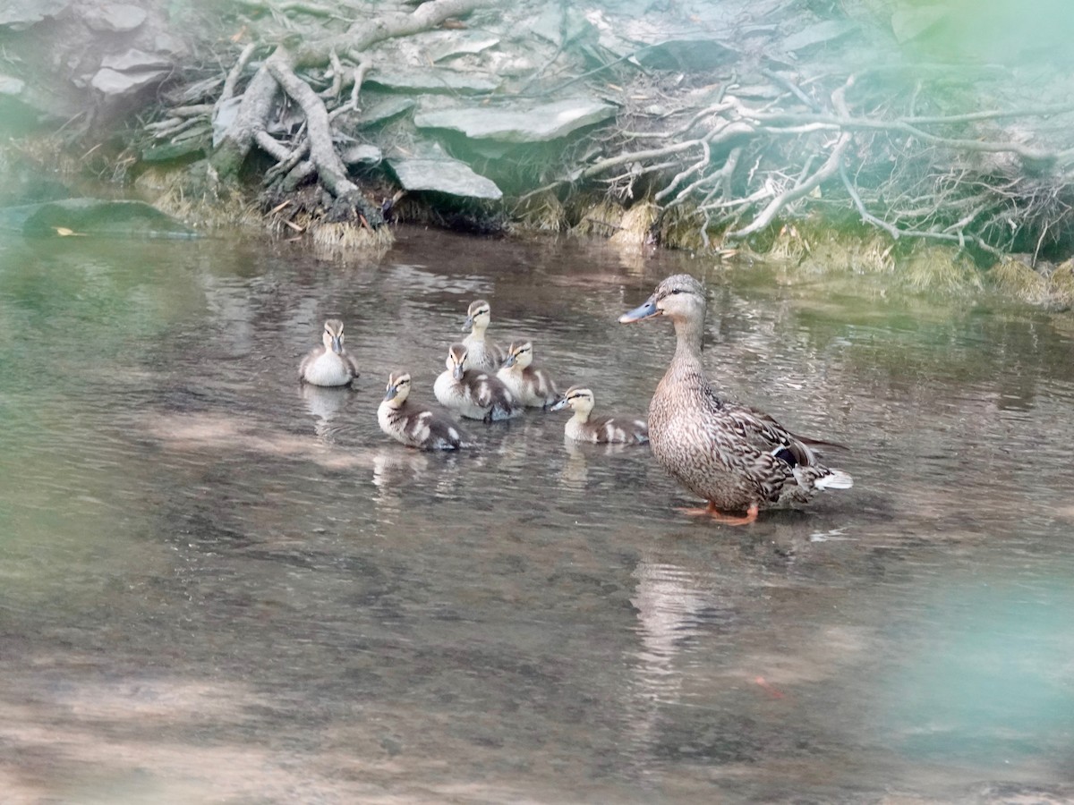 Basahatea - ML638609086