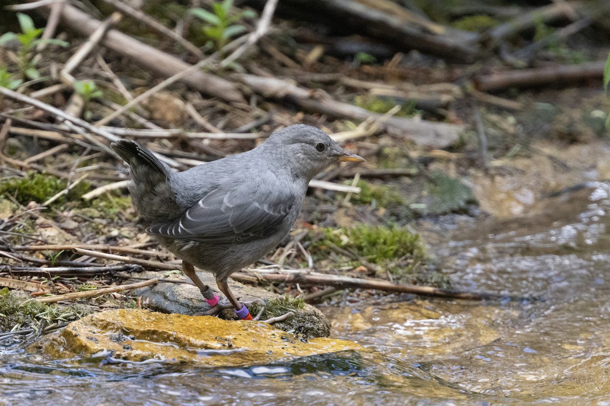 American Dipper - ML638609090