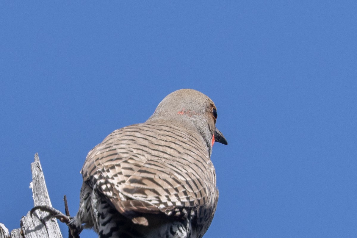 Northern Flicker (Yellow-shafted x Red-shafted) - ML638609091