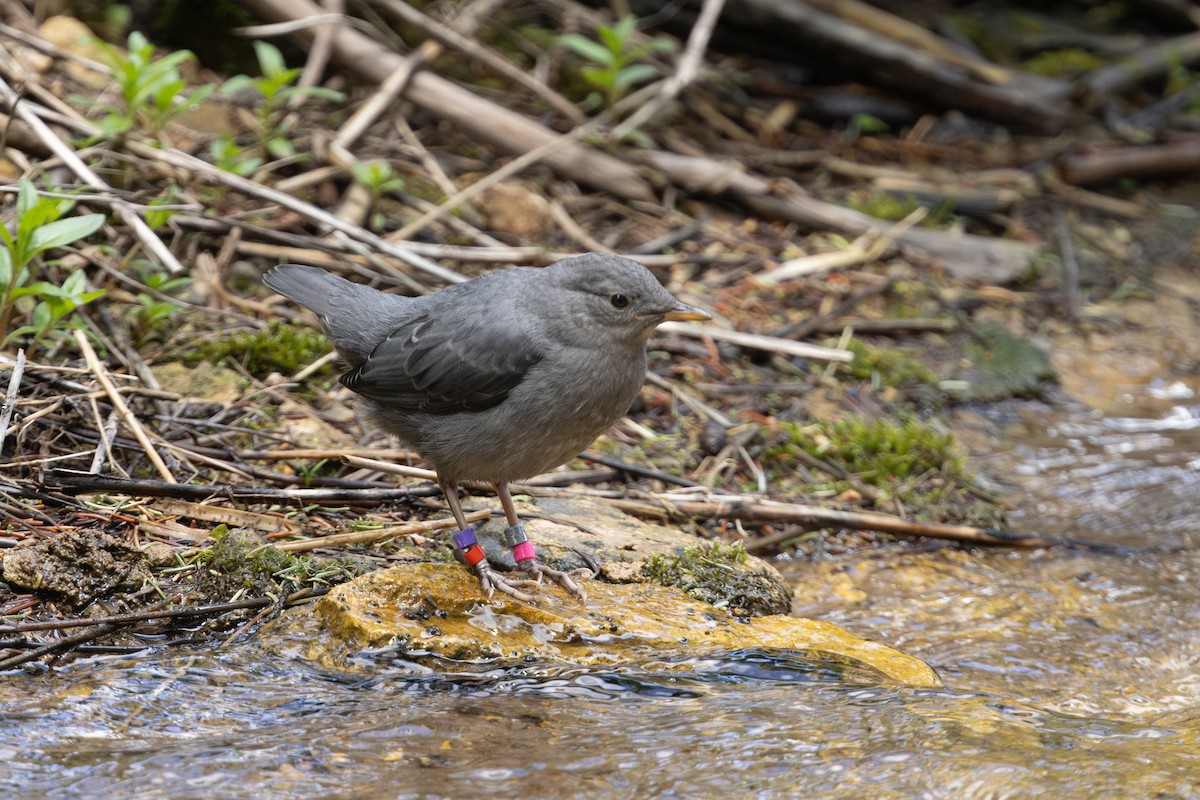 American Dipper - ML638609093