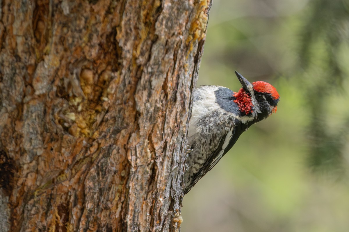 Red-naped Sapsucker - ML638609094