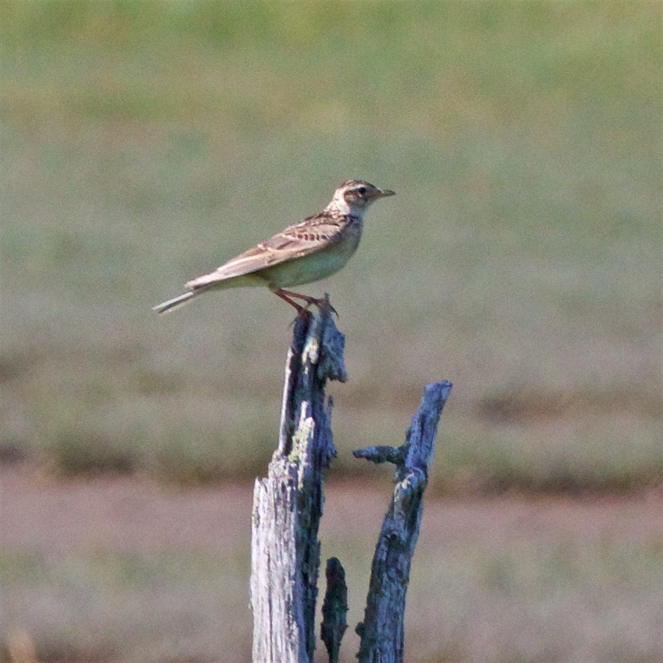 Eurasian Skylark - ML638609112