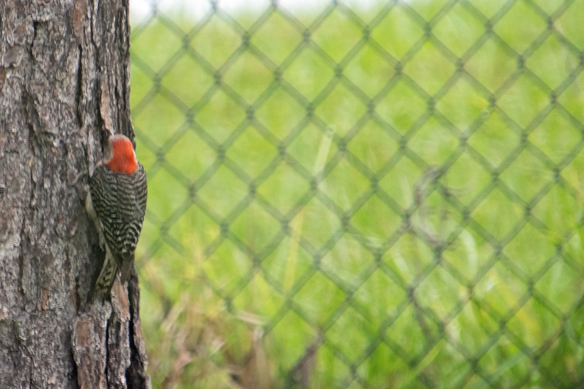 Red-bellied Woodpecker - ML638609126