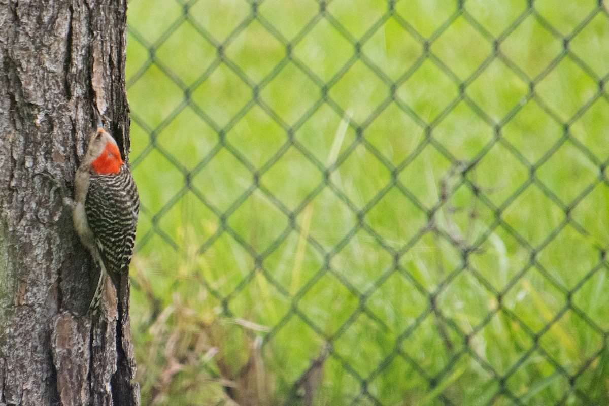 Red-bellied Woodpecker - ML638609127
