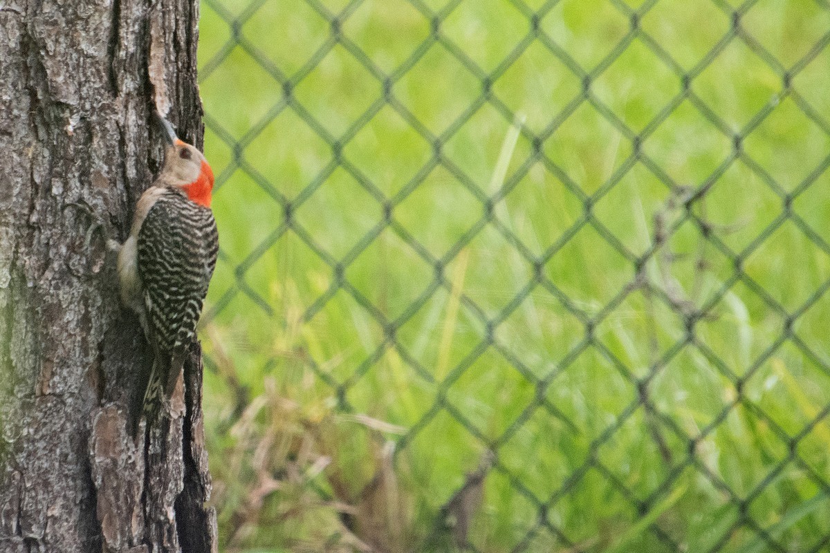 Red-bellied Woodpecker - ML638609128