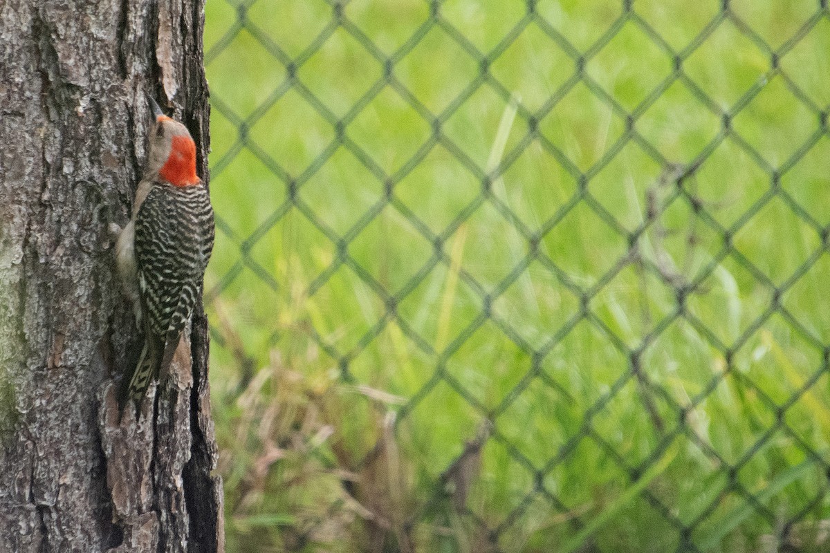 Red-bellied Woodpecker - ML638609129