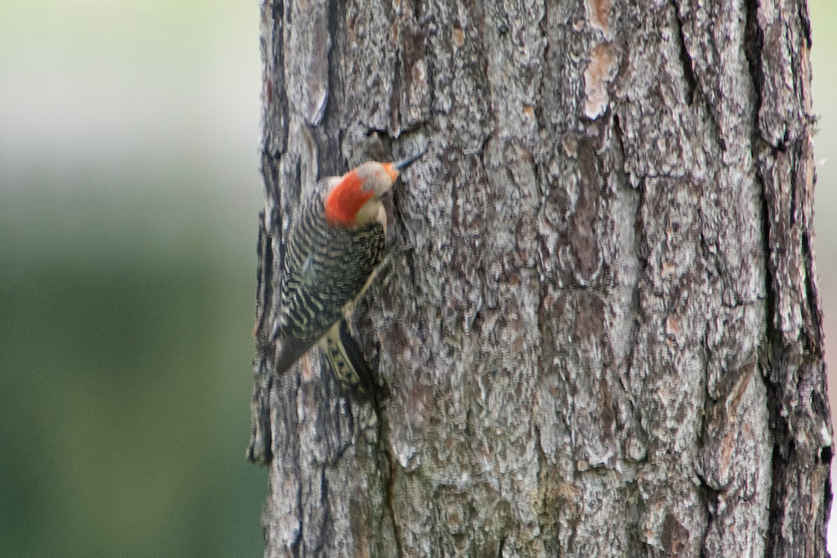 Red-bellied Woodpecker - ML638609130