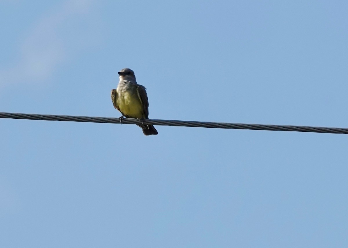 Western Kingbird - ML638609132