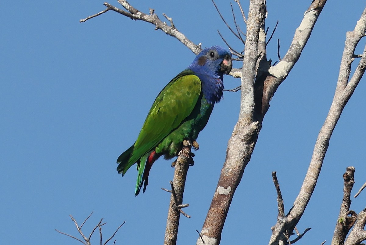 Blue-headed Parrot - ML638609135