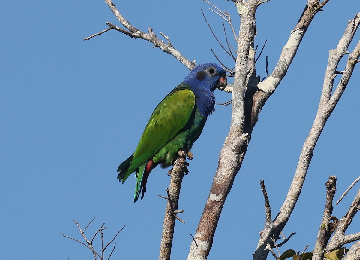 Blue-headed Parrot - ML638609136