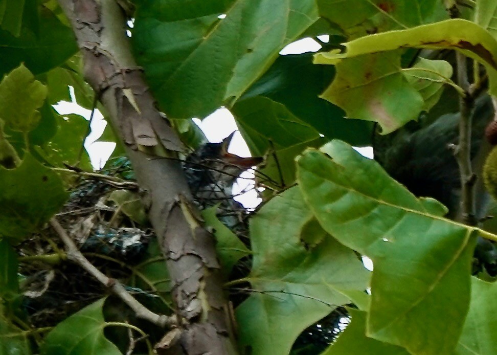 Eastern Kingbird - ML638609140