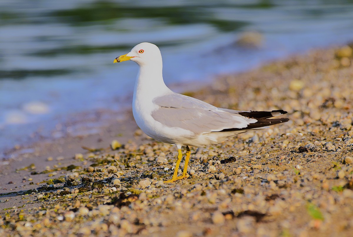 Ring-billed Gull - ML638609169