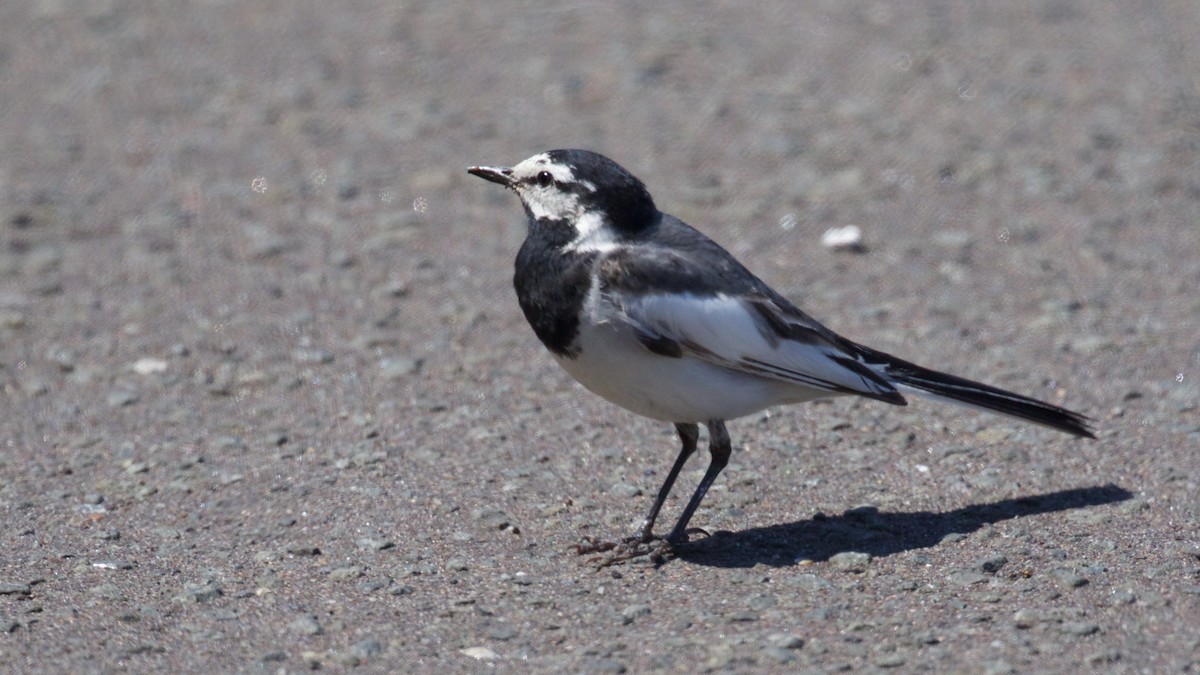 White Wagtail (Black-backed) - ML638609174