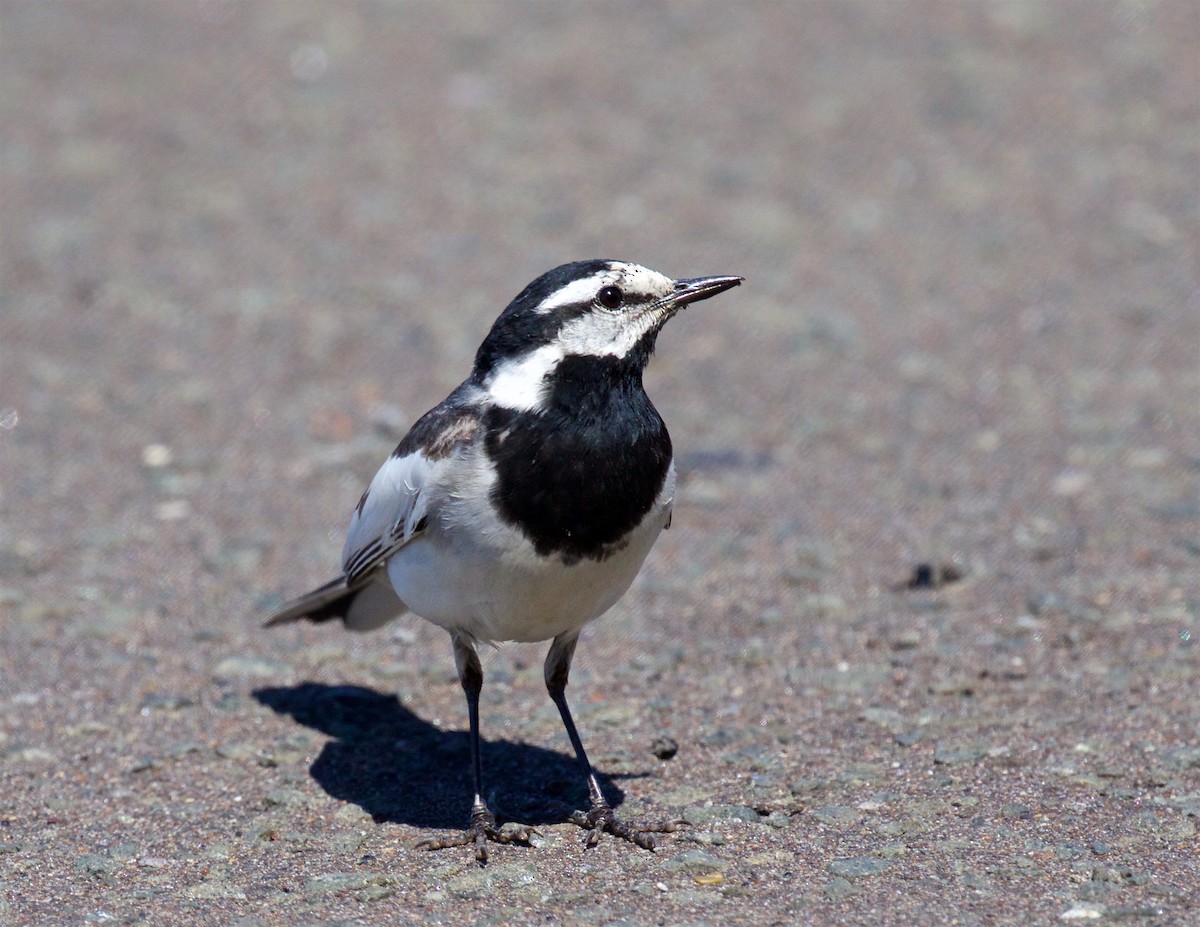 White Wagtail (Black-backed) - ML638609175