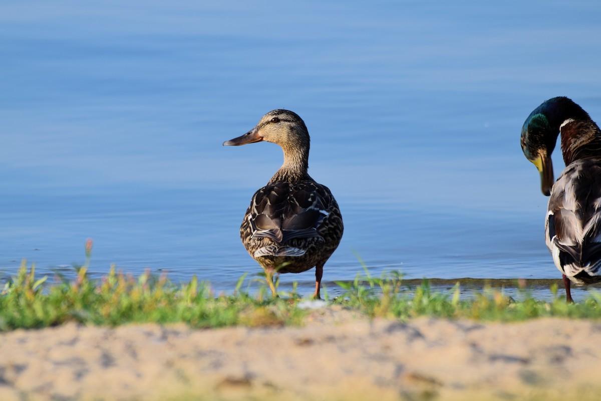 Mallard - ML638609189