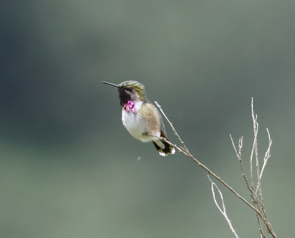 Bumblebee Hummingbird - ML638609191