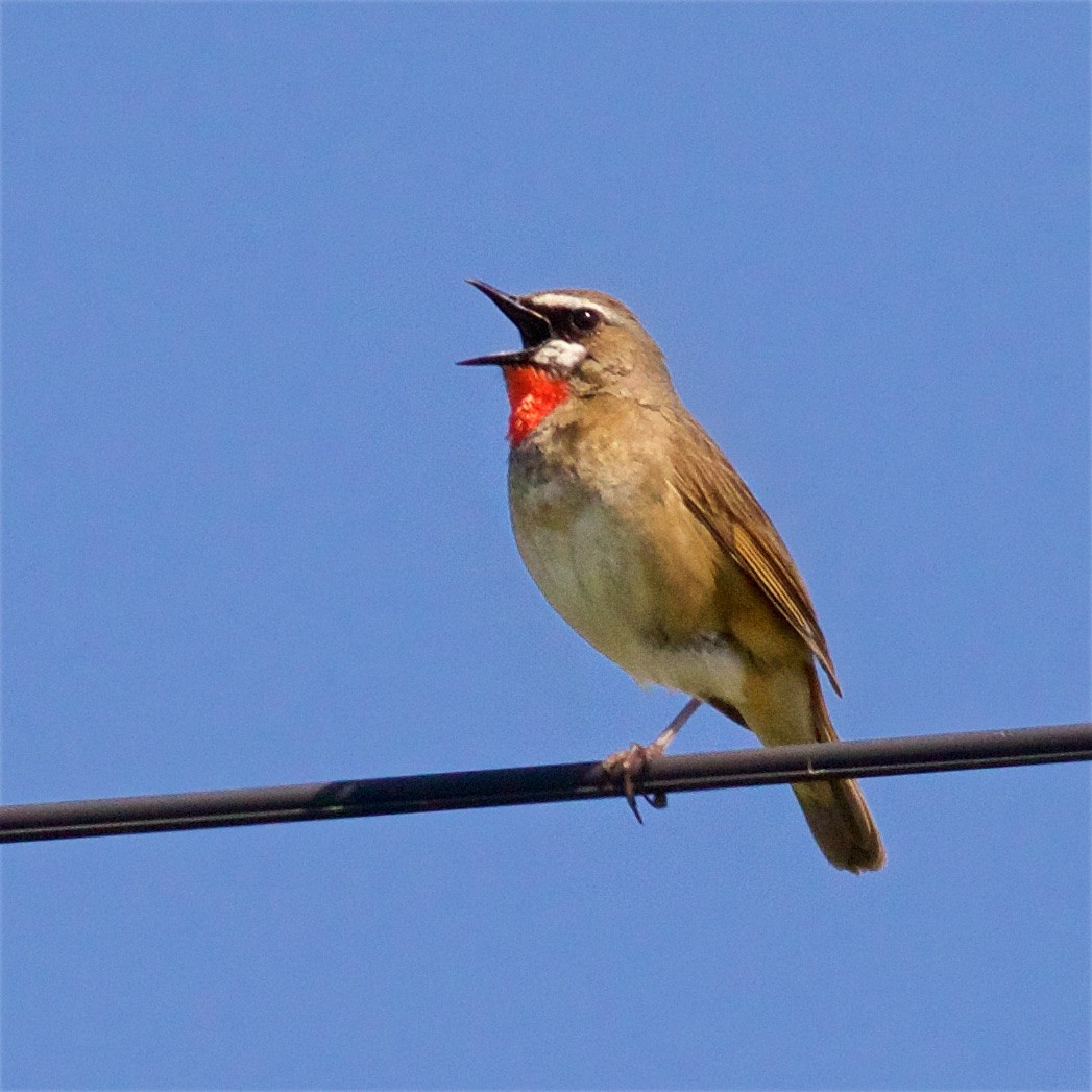 Siberian Rubythroat - ML638609227