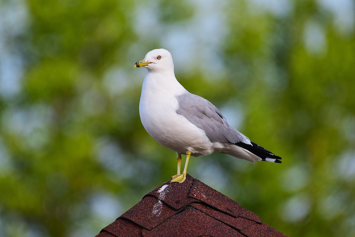Ring-billed Gull - ML638609238