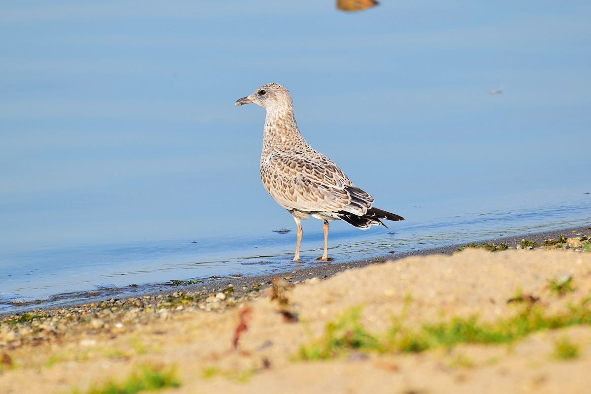 Ring-billed Gull - ML638609269