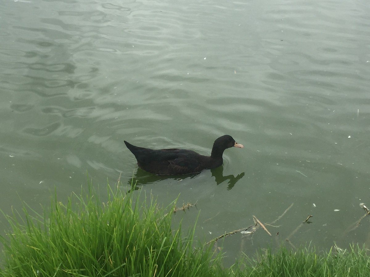 Muscovy Duck x Mallard (hybrid) - ML638609278