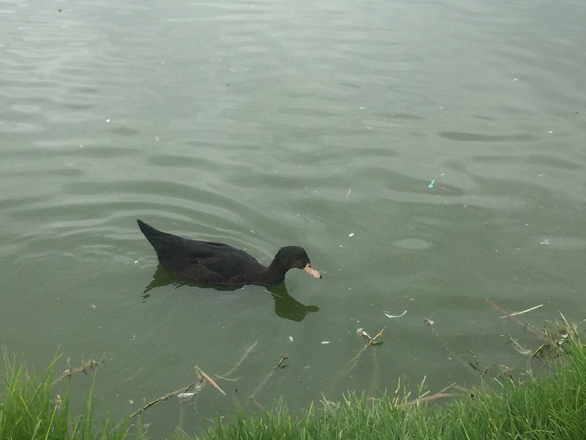 Muscovy Duck x Mallard (hybrid) - ML638609279