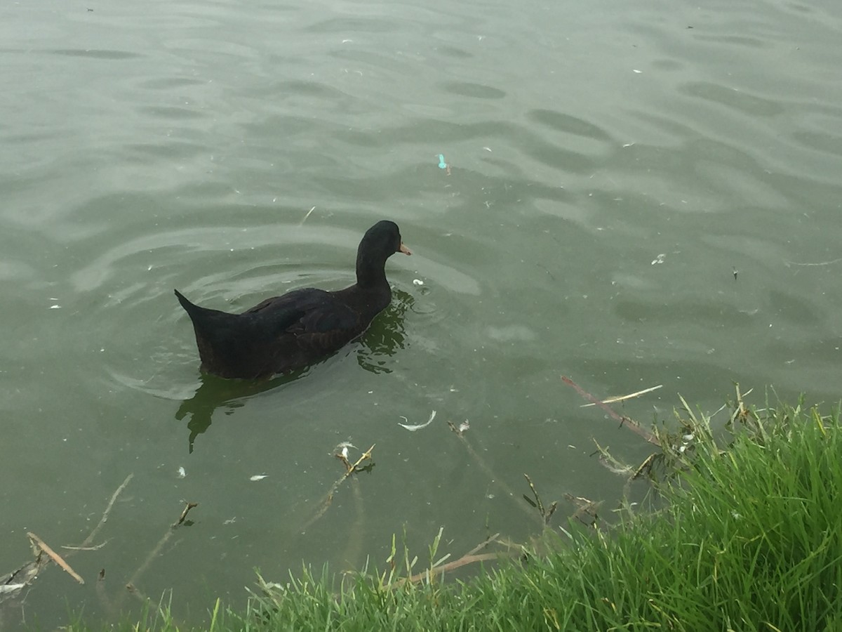 Muscovy Duck x Mallard (hybrid) - ML638609280