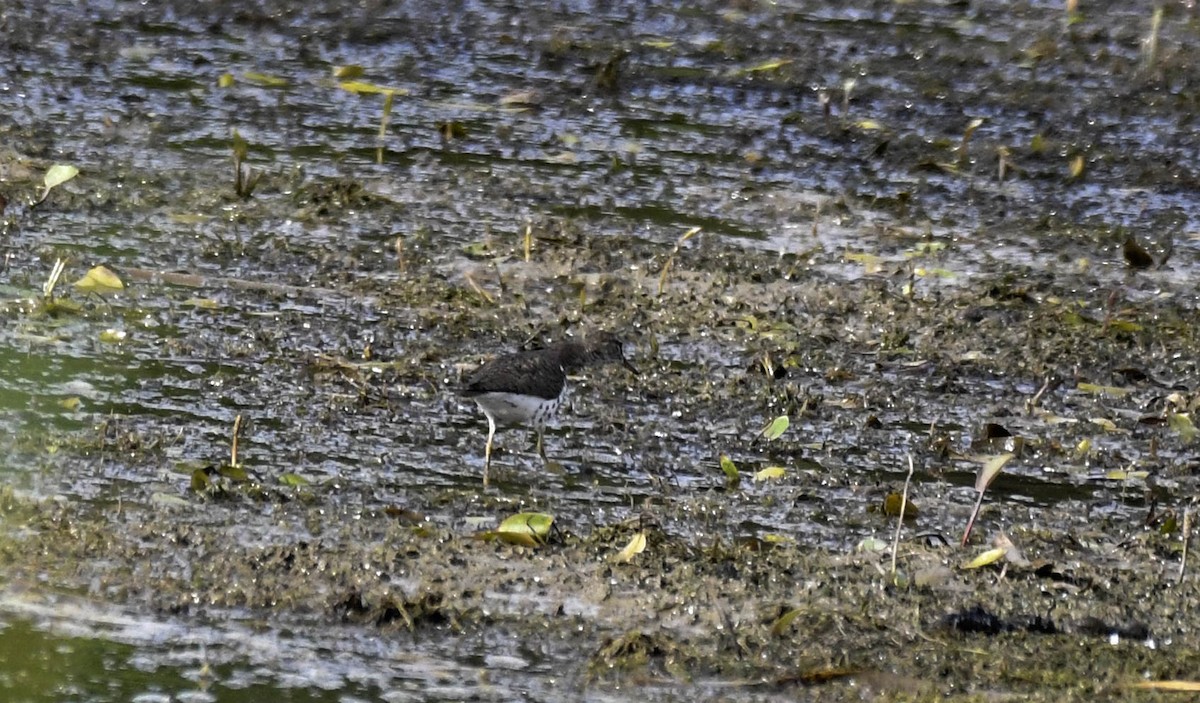 Spotted Sandpiper - ML638609297
