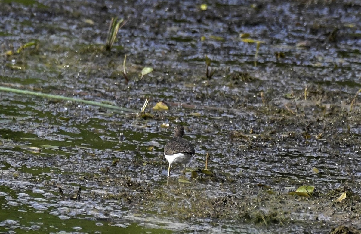 Spotted Sandpiper - ML638609298