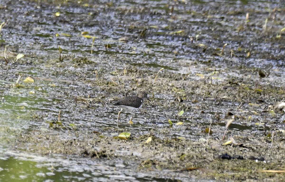 Spotted Sandpiper - ML638609299