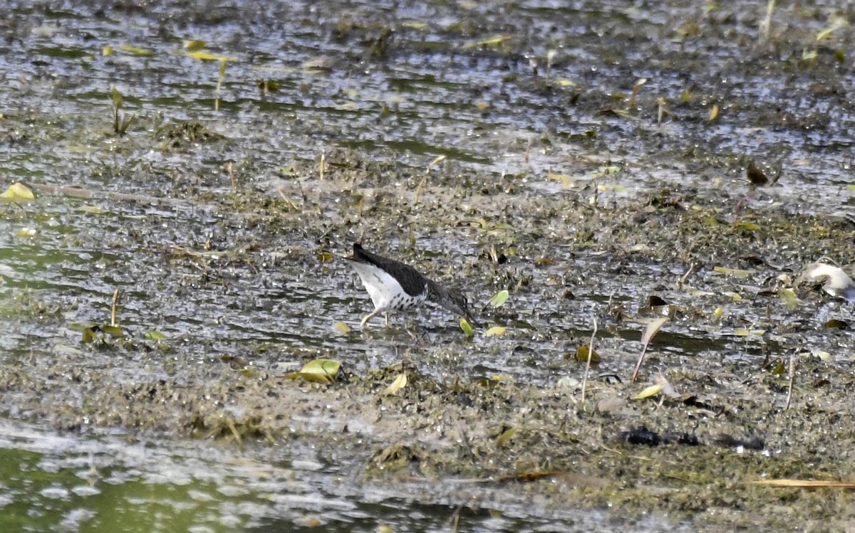 Spotted Sandpiper - ML638609300