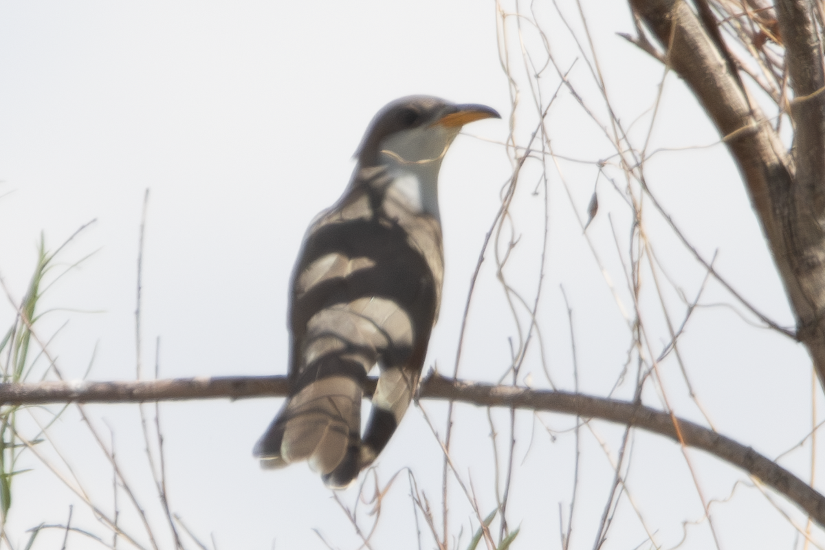 Yellow-billed Cuckoo - ML638609301