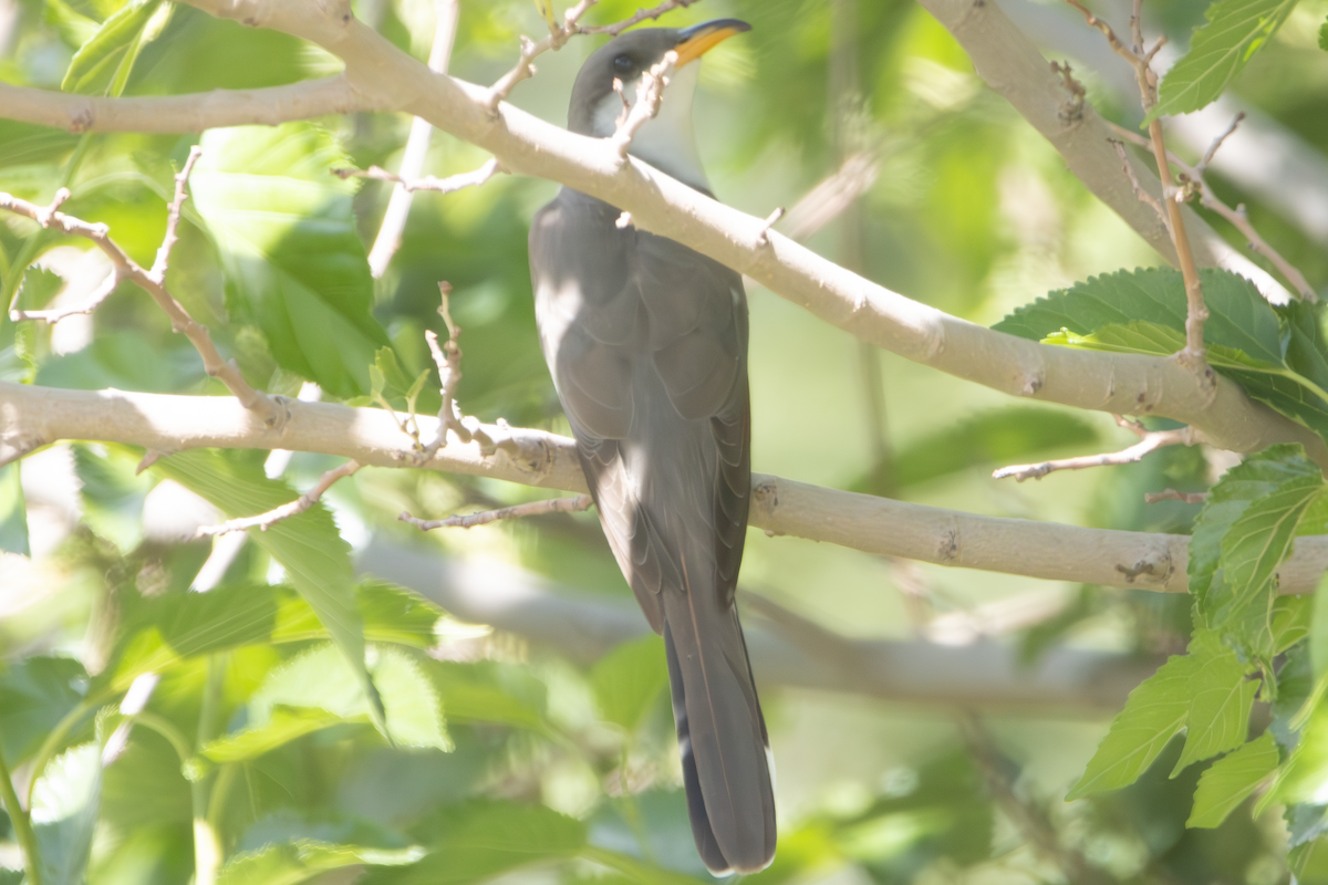 Yellow-billed Cuckoo - ML638609302