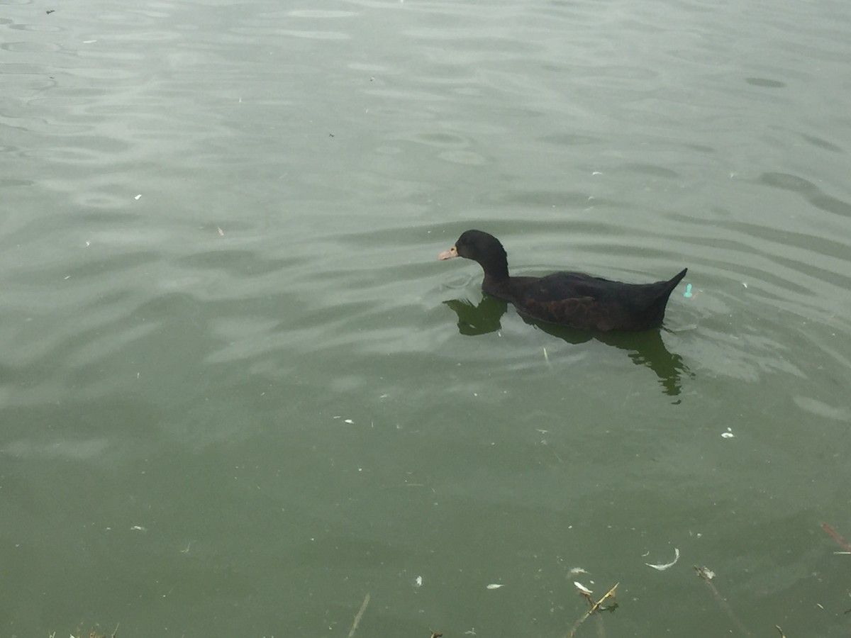 Muscovy Duck x Mallard (hybrid) - ML638609305