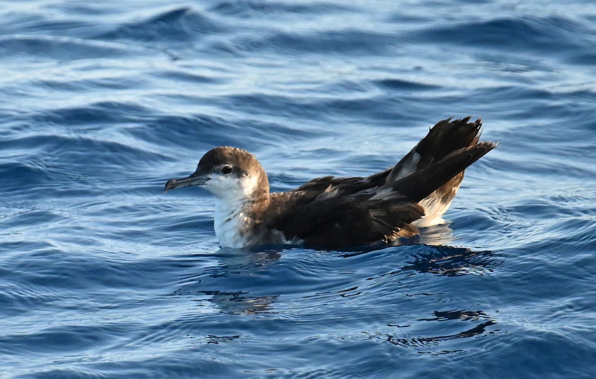 Sargasso Shearwater - ML638609331