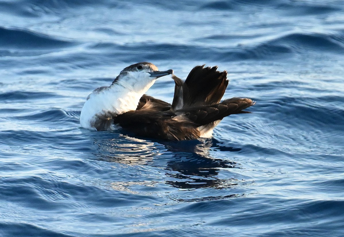 Sargasso Shearwater - ML638609332
