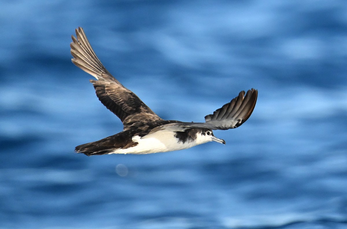 Sargasso Shearwater - ML638609333