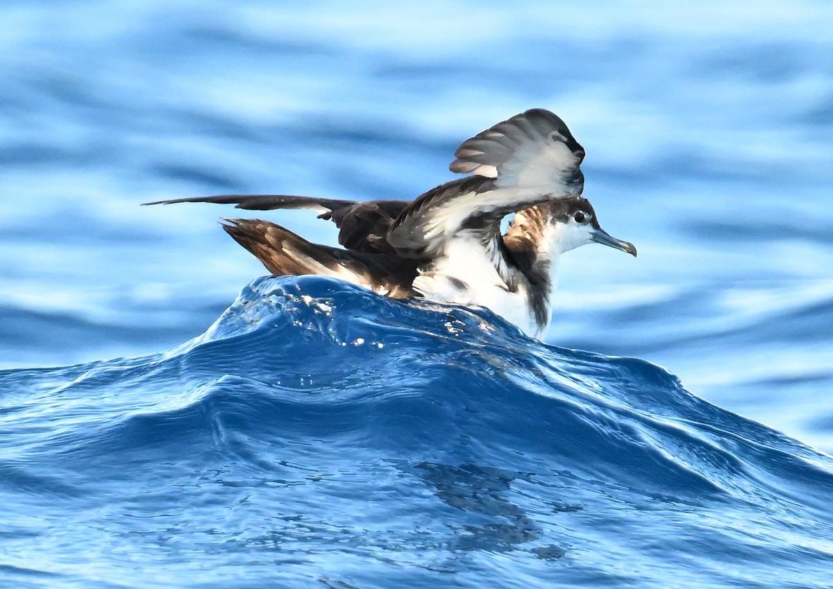 Sargasso Shearwater - ML638609334
