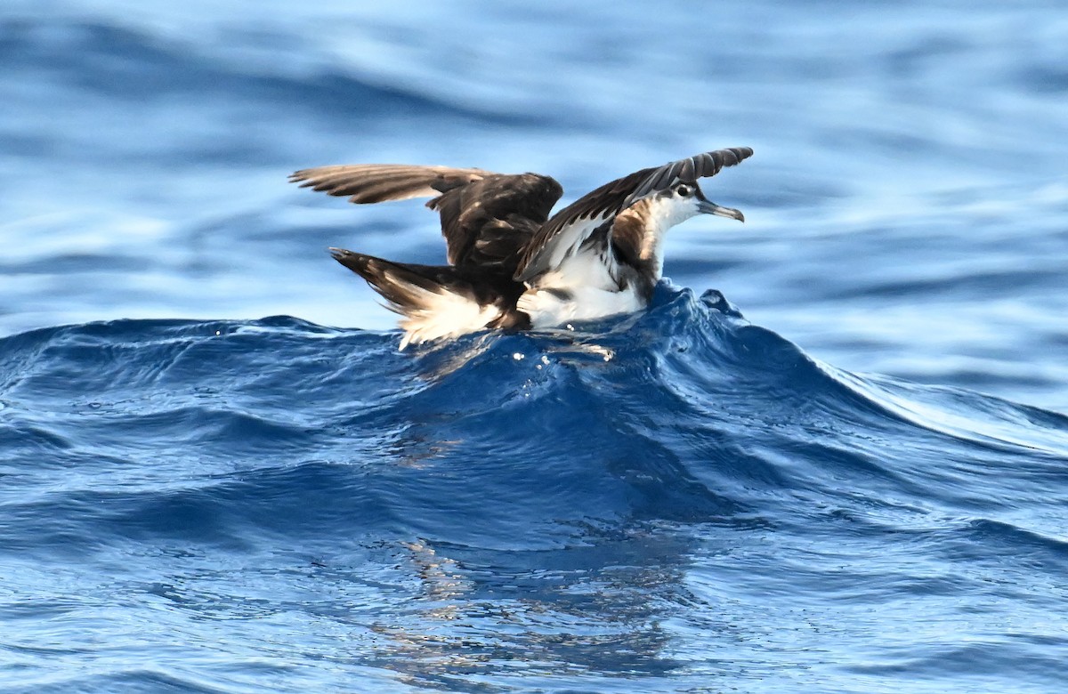 Sargasso Shearwater - ML638609336