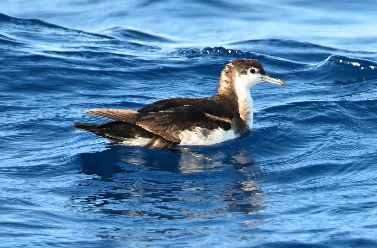 Sargasso Shearwater - ML638609337