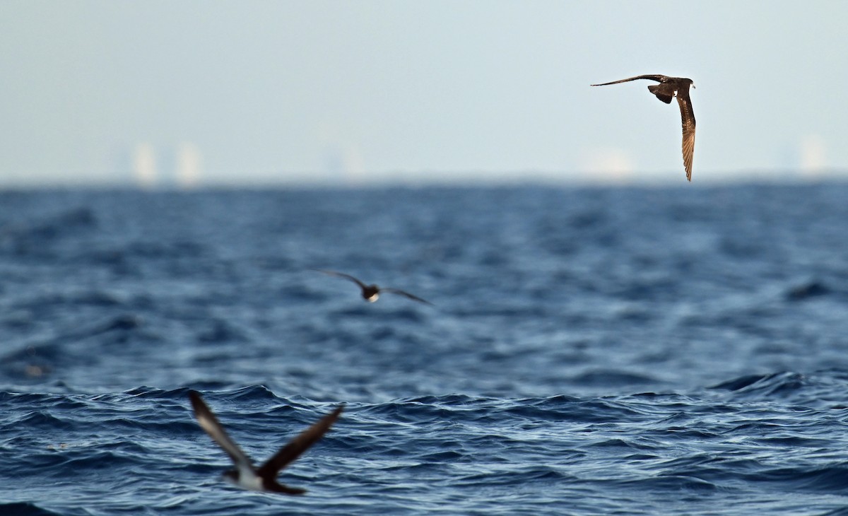 Sargasso Shearwater - ML638609339