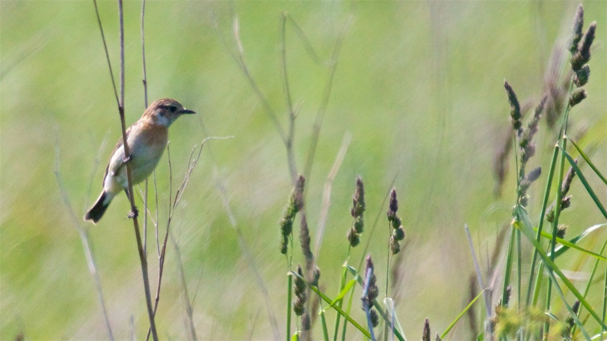 Amur Stonechat - ML638609347