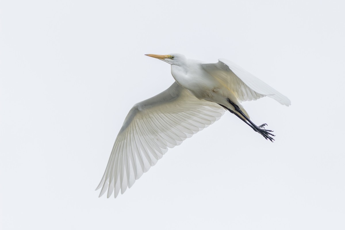 Great Egret - ML638609357