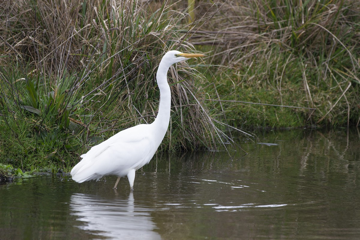 Great Egret - ML638609358
