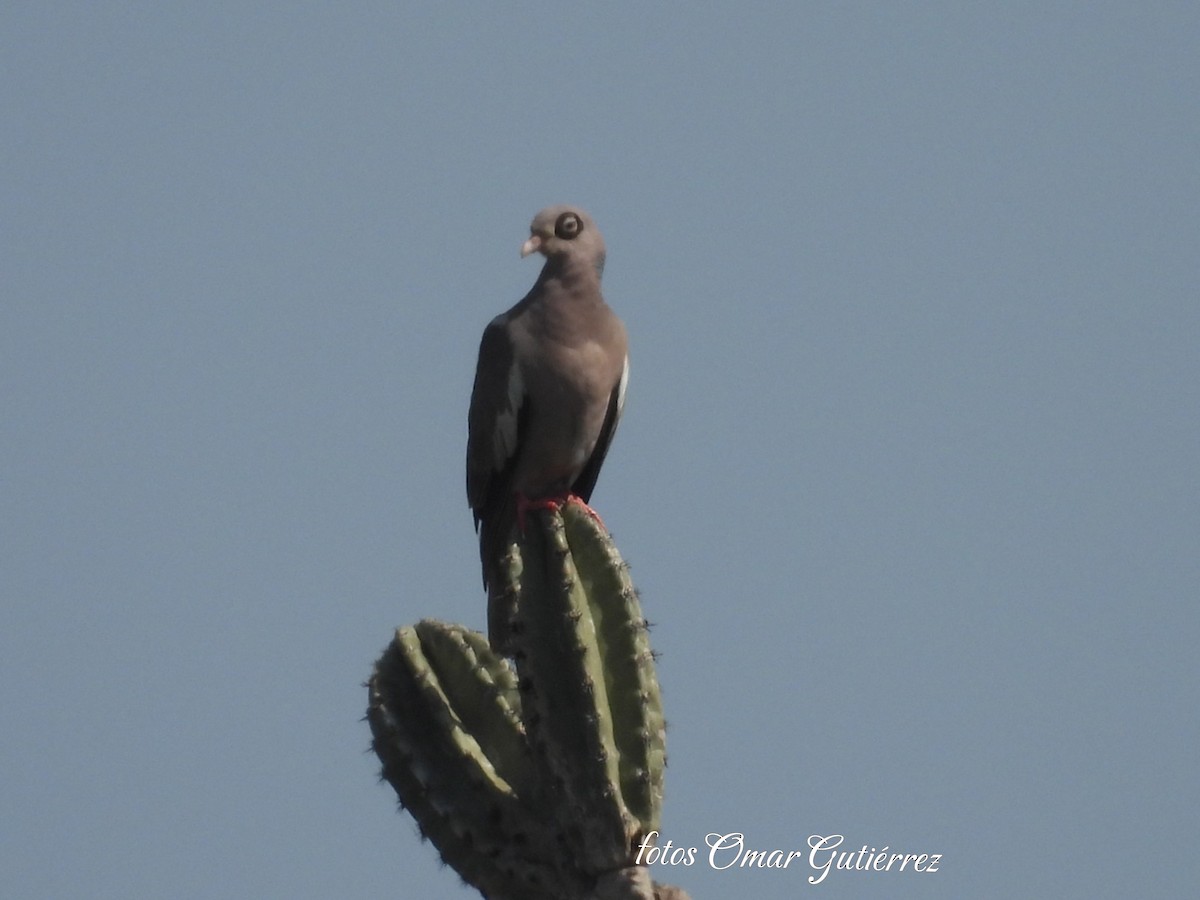 Bare-eyed Pigeon - ML638609361