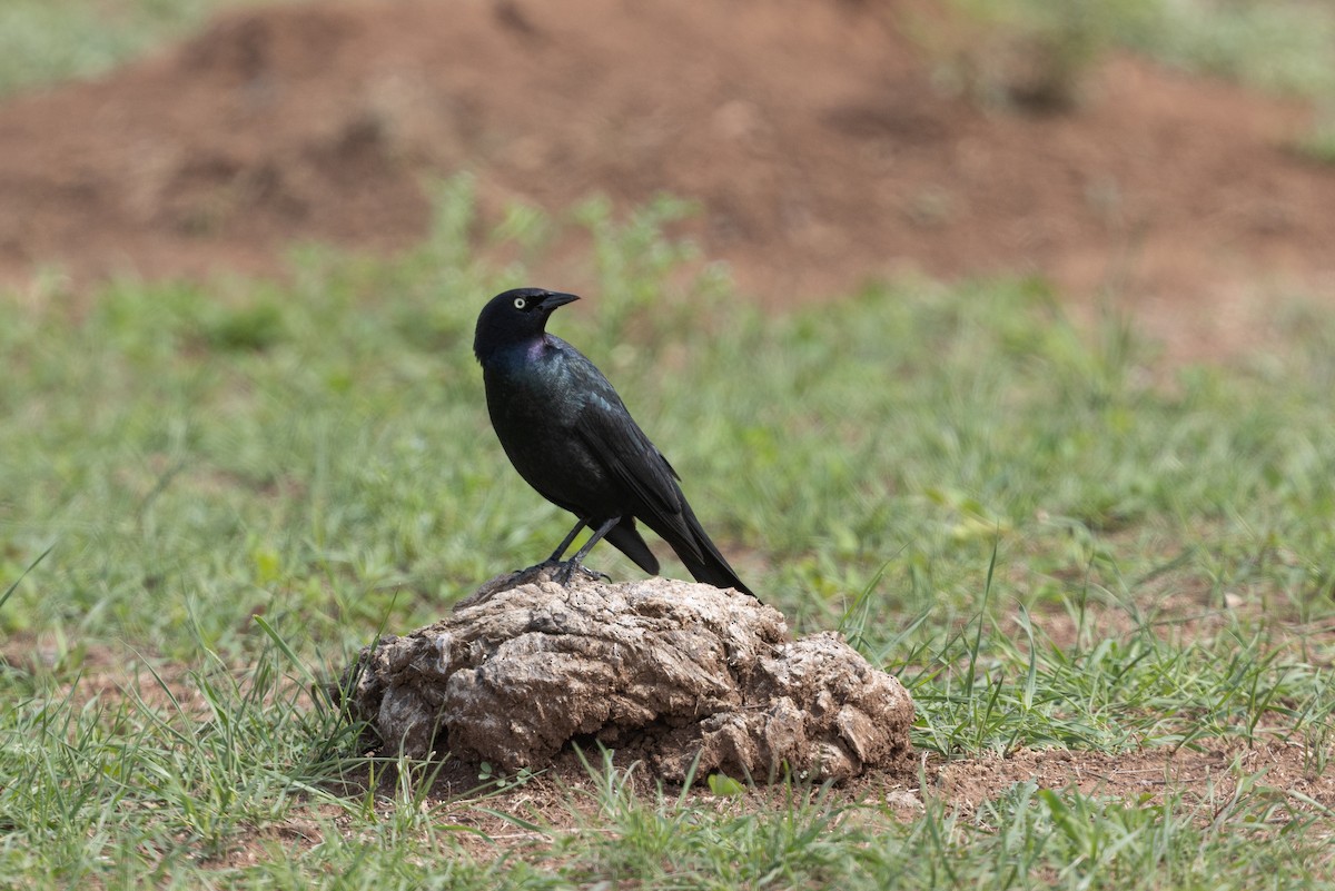 Brewer's Blackbird - ML638609381