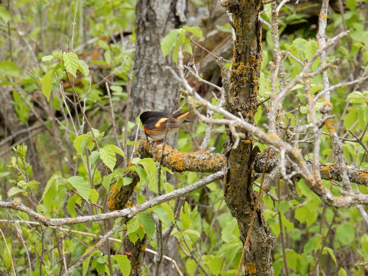 American Redstart - ML638609388