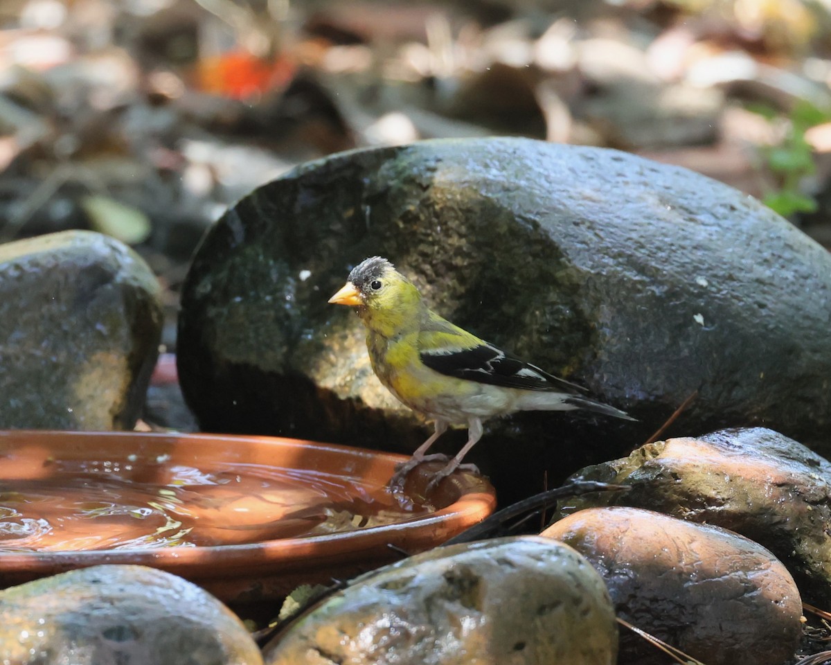 American Goldfinch - ML638609415