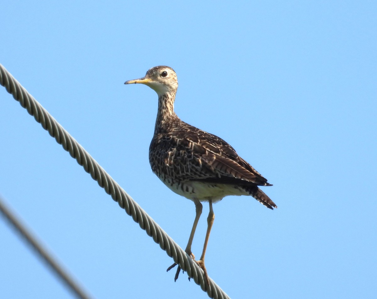 Upland Sandpiper - ML638609422